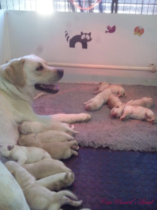 Les chiots d'Isis et Jay sont arrivés !